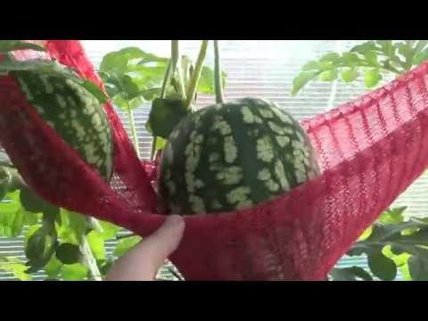 Видео: Обзор арбузов на 23 июля. Сорвал первый арбуз