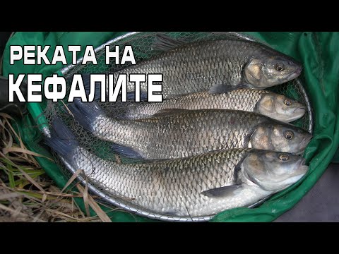 Видео: Реката на кефалите