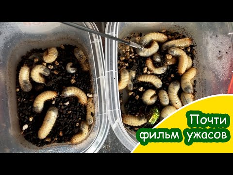 Видео: Хрущи, личинки бронзовки, бронзовка, слизень + Боверия и Метаризиум = эксперимент в течение месяца
