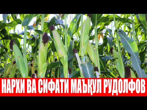 Видео: Рудолфов 60 F1: Келаси йил аниқ шу Маккажўхори дурагайидан экаман менга маъқул