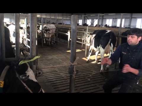 Видео: Dehorning cow.Обезрожування корови.