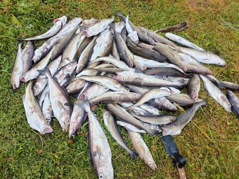 Видео: Териберка. Купил морозильный ларь под рыбу. Супер клёв крупной трески. 1 часть путешествия.