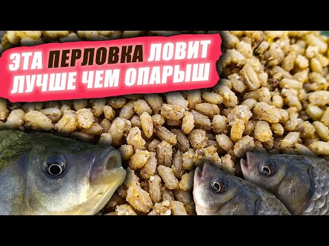 Видео: Как сделать ПЕРЛОВКУ для РЫБАЛКИ МАКСИМАЛЬНО ЭФФЕКТИВНОЙ? Такая ПЕРЛОВКА ловит ЛУЧШЕ, чем ОПАРЫШ