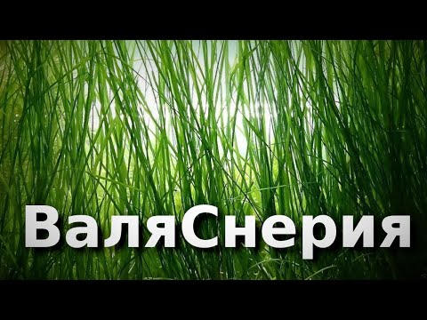 Видео: Валлиснерия, ну почему ты не растешь?