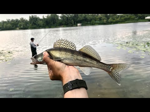 Видео: Ловля Судака літом| Приманки на судака літом #keytech #azura #daiwa #duel #fishing #zander