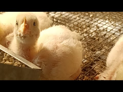 Видео: "Русские бройлеры"в квартире в прямом эфире! Ежедневно 🤗