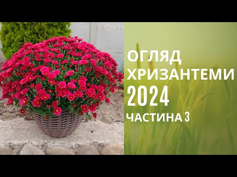 Видео: Огляд хризантеми 2024. Сорти які квітнуть в жовтні місяці.