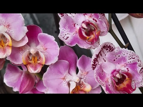 Видео: Нові метелики з квітоносами🦋🦋🦋і пелоричні новинки😊🦋🌺🌿#orchids #phalaenopsis #peloric#орхідеїпелорики