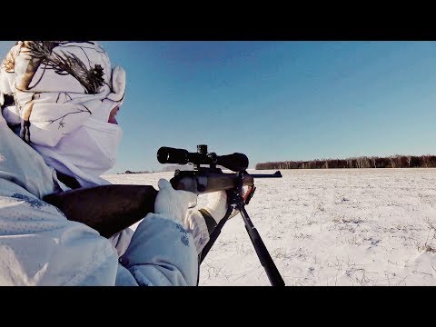 Видео: Охота на лис, удача и неудачи. Новый рецепт.