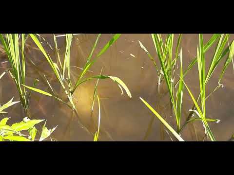 Видео: ЛИЧИНКА АМУРА подращивание ЧАСТЬ 2 *** Молоко, живой корм + комбикорм *** Grass carp farming