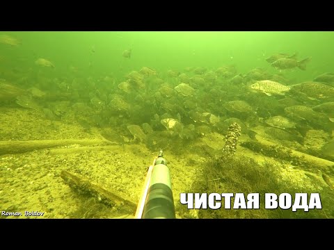 Видео: Подводная Охота в Волгограде "САМАЯ ЧИСТАЯ ВОДА". Большие Стаи Рыбы. Сом, Щука, Карп, Новый сезон!