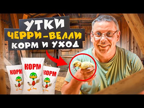 Видео: Начинаем новый сезон! 🌱 Утки Черри-Велли 2025: кормления и содержания #МоеПодворье