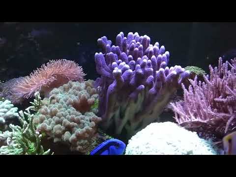 Видео: Морской аквариум 3 года. 