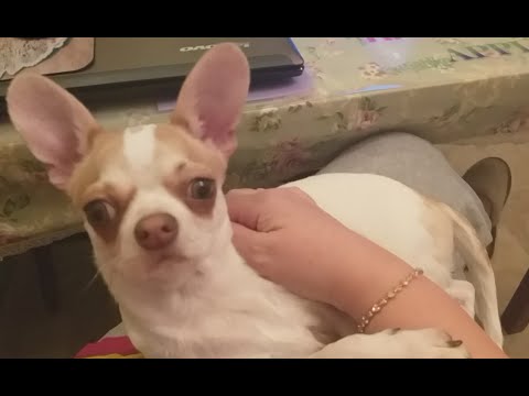 Видео: Никки 7 месяцев! Новая игрушка. Чишкины истории: "Как Луше усыпили бдительность"