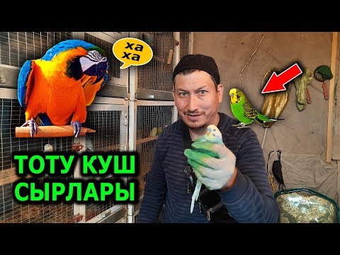 Видео: ТОТУ КУШТУ Кантип СҮЙЛӨТСӨ БОЛОТ