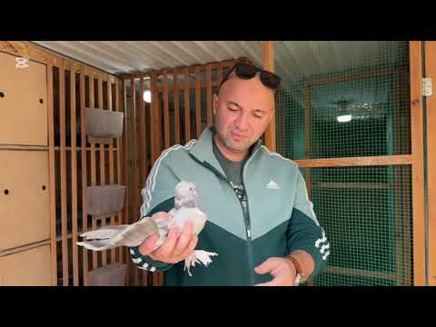 Видео: Гон 🕊️,как правильно отбирать и подбирать 🕊️ #takladushanbe 