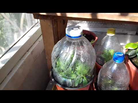 Видео: Чуть чуть о черенках азалии