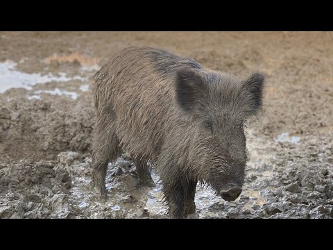 Видео: Дикие Кабаны в домашних условиях/ вольер для кабанов