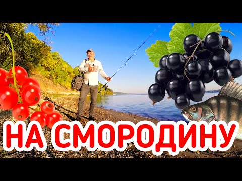 Видео: РЫБА С КАЖДОГО ЗАБРОСА! РЫБАЛКА на СМОРОДИНУ на МикроДЖИГ!