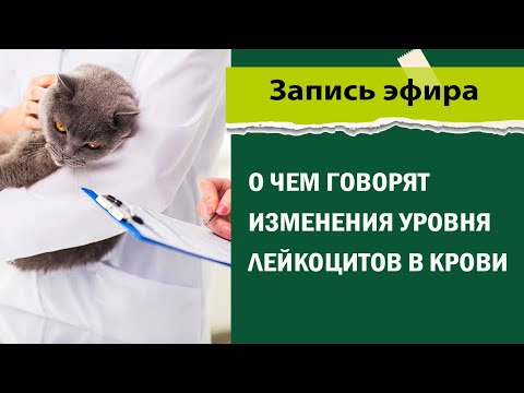 Видео: О чем говорят изменения уровня лейкоцитов в крови