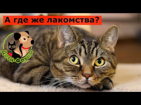 Видео: Что ест Сэмыч кроме корма? Лакомства для кошек