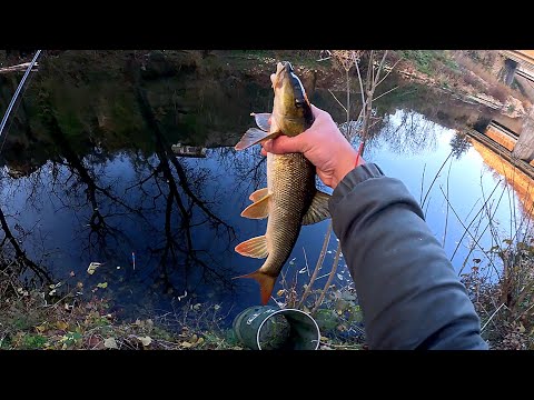Видео: В ТЪРСЕНЕ на БЕЛИ МРЕНИ ! РИБОЛОВ на ПЛУВКА