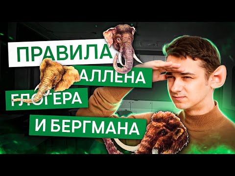 Видео: Правила Аллена, Глогера и Бергмана | Биология с Мишей Гис | ЕГЭ 2025 | СМИТАП