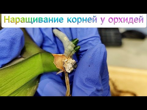 Видео: Посадка, которая 100% поможет НАРАСТИТЬ корни даже самой ТЯЖЁЛОЙ орхидеи ♥️. Treatment of orchids