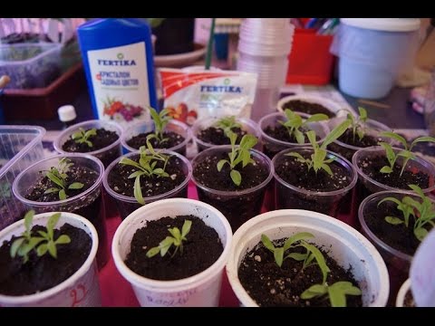 Видео: РАССАДА, ПИКИРУЕМ ФЛОКСЫ! ЧАСТЬ 3