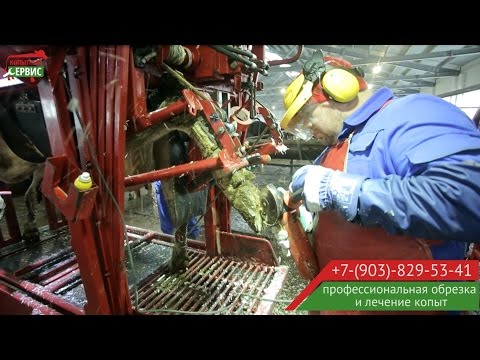 Видео: Как проходит профессиональная обрезка копыт у коров. Работает Юрий Кошутин.