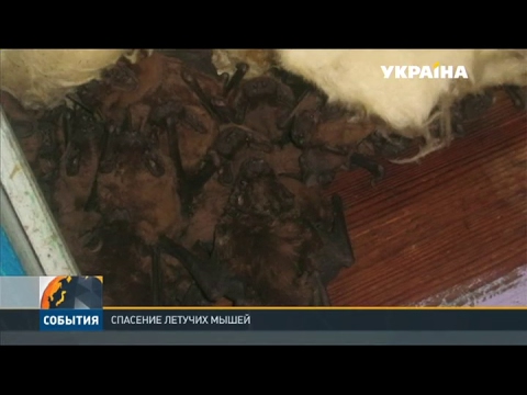 Видео: В Запорожье люди случайно разрушили гнездо летучих мышей
