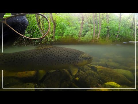 Видео: За пъстърви с нимфа. Речна класика. Риболов на балканки