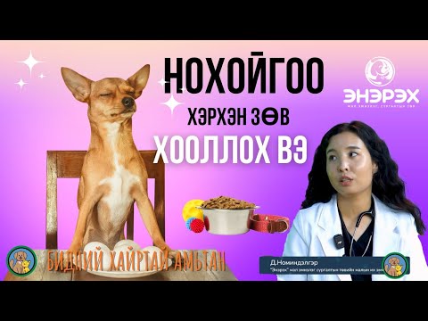 Видео: Нохойн зөв зохистой хооллолт