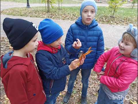 Видео: Екскурс в природу "Осінньою стежиною"