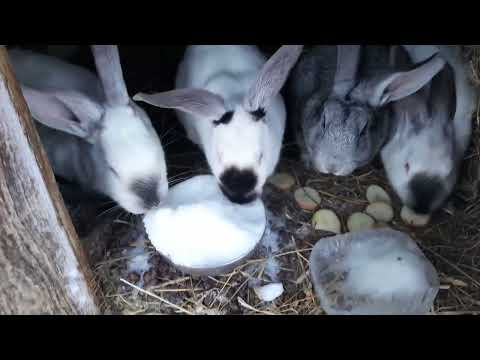 Видео: Окрол в - 32. Скорей бы пенсия.