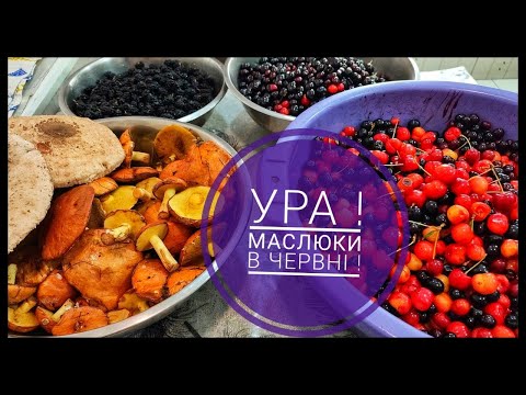 Видео: Наконец-то! ГРИБЫ ПРУТ по Одещине в июне 2024!