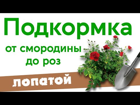Видео: Щелевая подкормка смородины,роз, крыжовника.