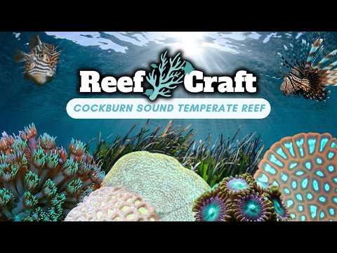 Видео: Внутри умеренных рифов Австралии: кораллы, которые вы никогда не увидите