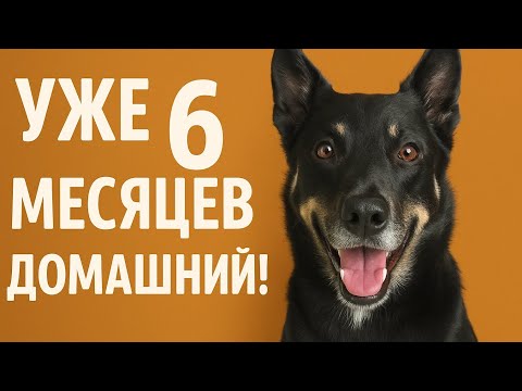 Видео: Вот как меняется собака, когда её любят