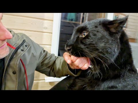 Видео: Встречаем Вовочку с пантерой Луной и Веней 😸🐾