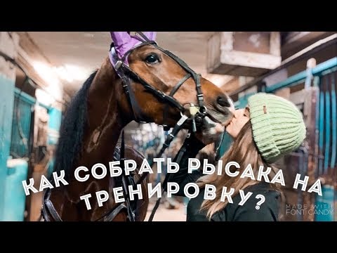 Видео: Как Собрать Рысака На Тренировку