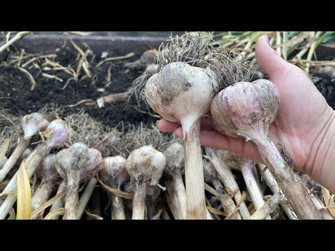 Видео: ЧЕСНОК БУДЕТ ЛЕЖАТЬ ДОЛГО, все про уборку и хранение!