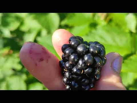 Видео: ежевика Лохтей и др.