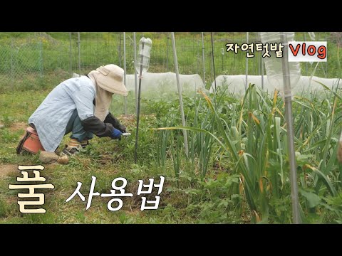 Видео: [Май-4] Как разумно использовать сорняки / Удаление боковых побегов томатов / Маринование шнитт-лука