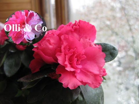 Видео: Азалия (Azalea)  домашнее цветение уход продолжение ноябрь 2019 год