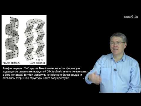 Видео: Дубынин В.А. - 100 часов школьной биологии - 2.4. Белки ("протеины"): строение и функции