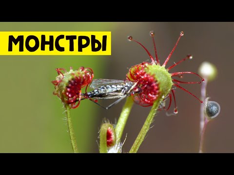 Видео: РАСТЕНИЯ ХИЩНИКИ | ВЕНЕРИНА МУХОЛОВКА РОСЯНКА НЕПЕНТЕС САРРАЦЕНИЯ ЖИРЯНКА (обзор растений)