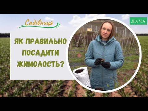 Видео: Як правильно посадити жимолость? Як Правильно Обробити Жимолость від Шкідників.