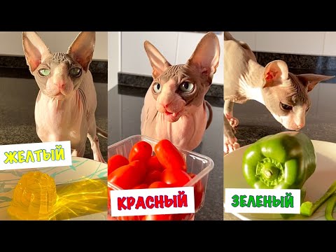 Видео: ЕДА ОДНОГО ЦВЕТА Челлендж 😻 Кот Миллион