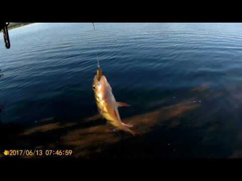 Видео: Белое Озеро Алтайский Край. Поселок Колывань